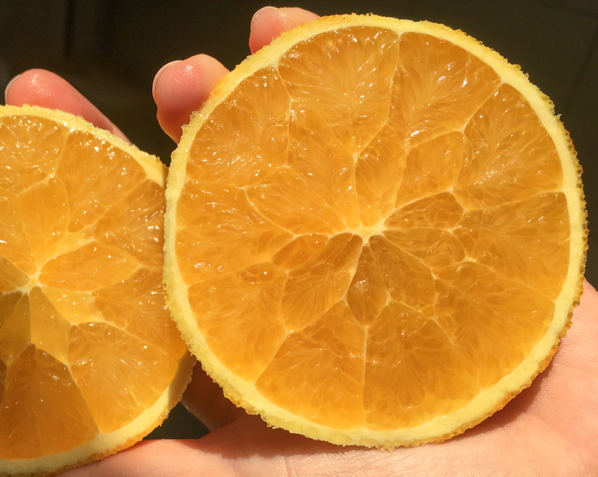 MicroView: Terrible News and Beautiful Fruit